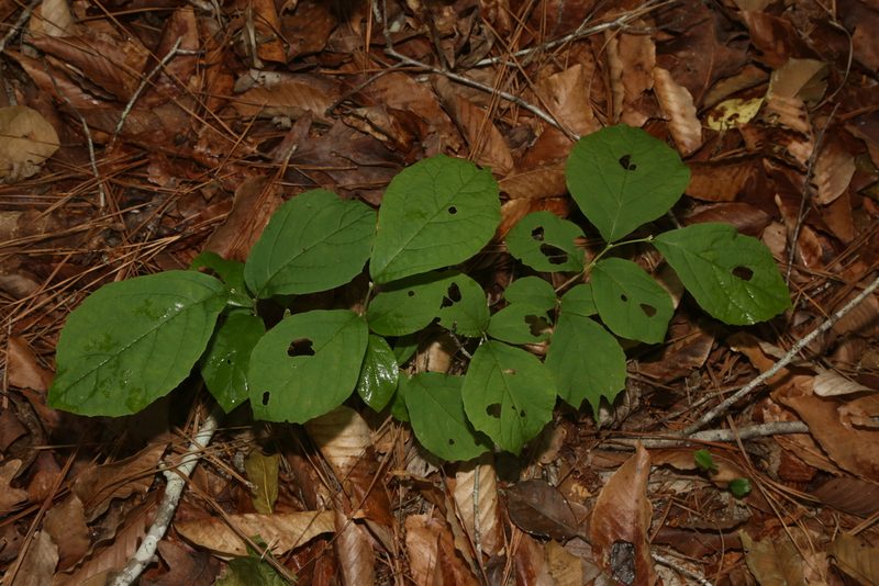 Styrax grandifolius, photographed by Reid Hardin