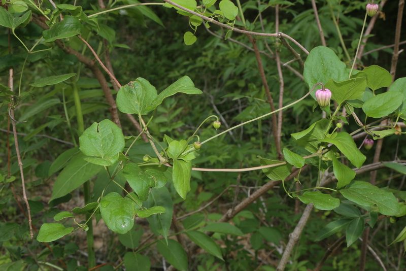 Clematis carrizoensis, photographed by Reid Hardin
