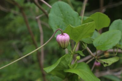 Clematis carrizoensis, photographed by Reid Hardin