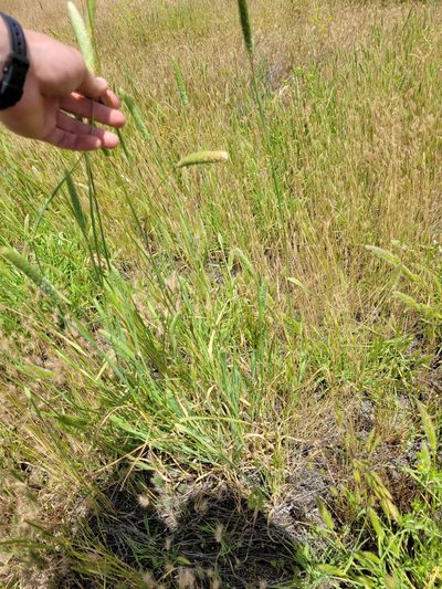 Phalaris paradoxa, photographed by Konshau Duman