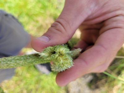 Phalaris paradoxa, photographed by Konshau Duman