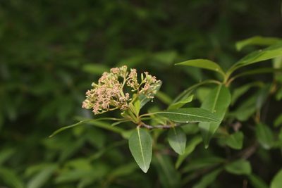 Viburnum nudum, photographed by Reid Hardin