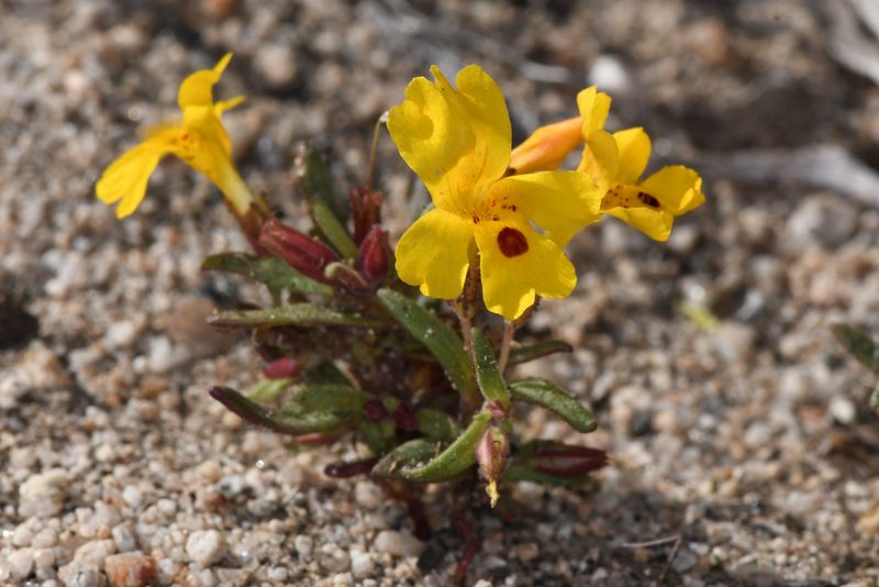 Erythranthe carsonensis, photographed by Trevor Van Loon
