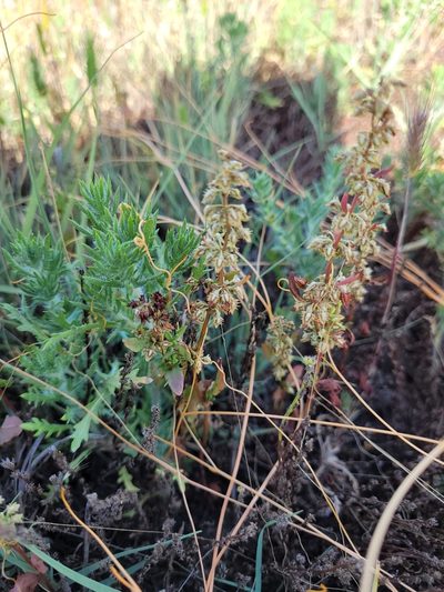 Rumex dentatus, photographed by Konshau Duman