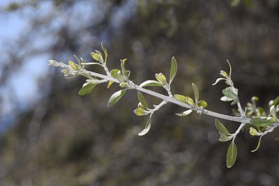 Shepherdia argentea, photographed by Trevor Van Loon