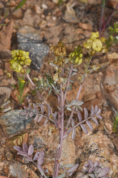 Astragalus obscurus, photographed by Trevor Van Loon