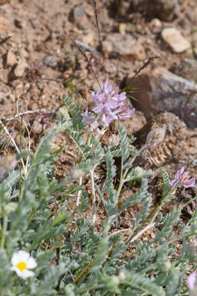 Astragalus andersonii, photographed by Trevor Van Loon