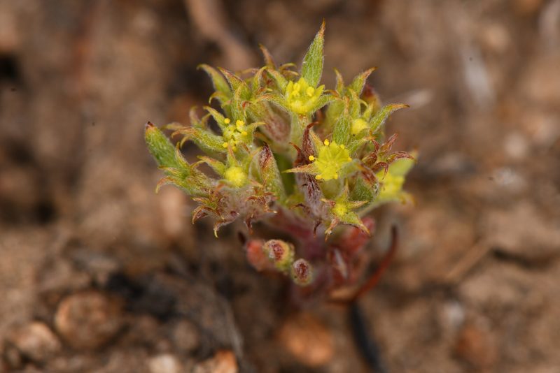 Chorizanthe watsonii, photographed by Trevor Van Loon