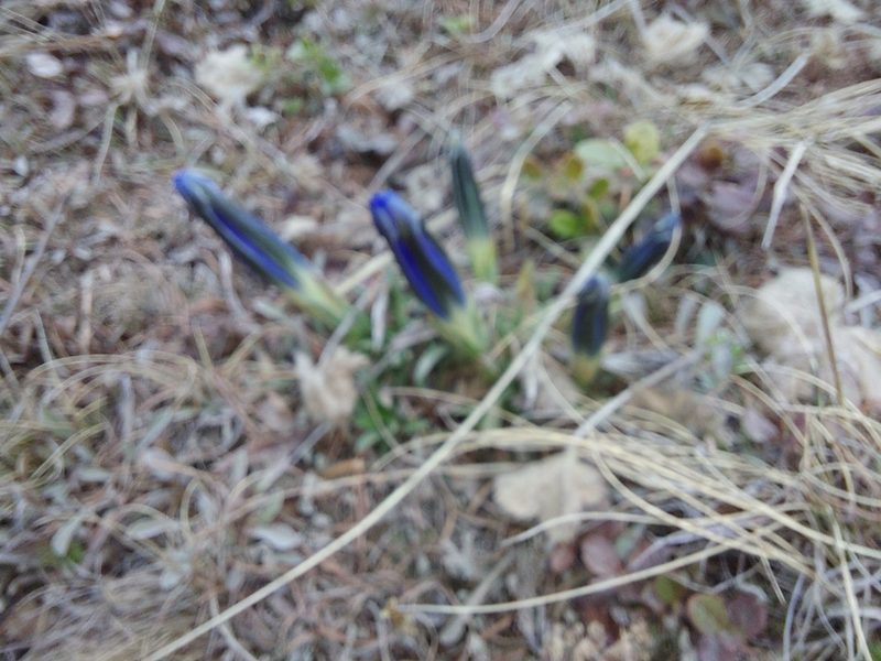 Gentiana grandiflora, photographed by Pavel Borodin