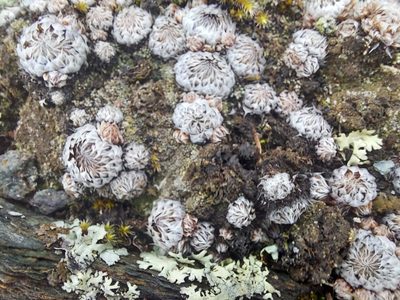 Orostachys spinosa, photographed by Pavel Borodin