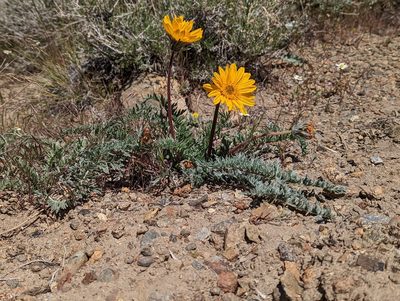 Balsamorhiza hookeri, photographed by Trevor Van Loon