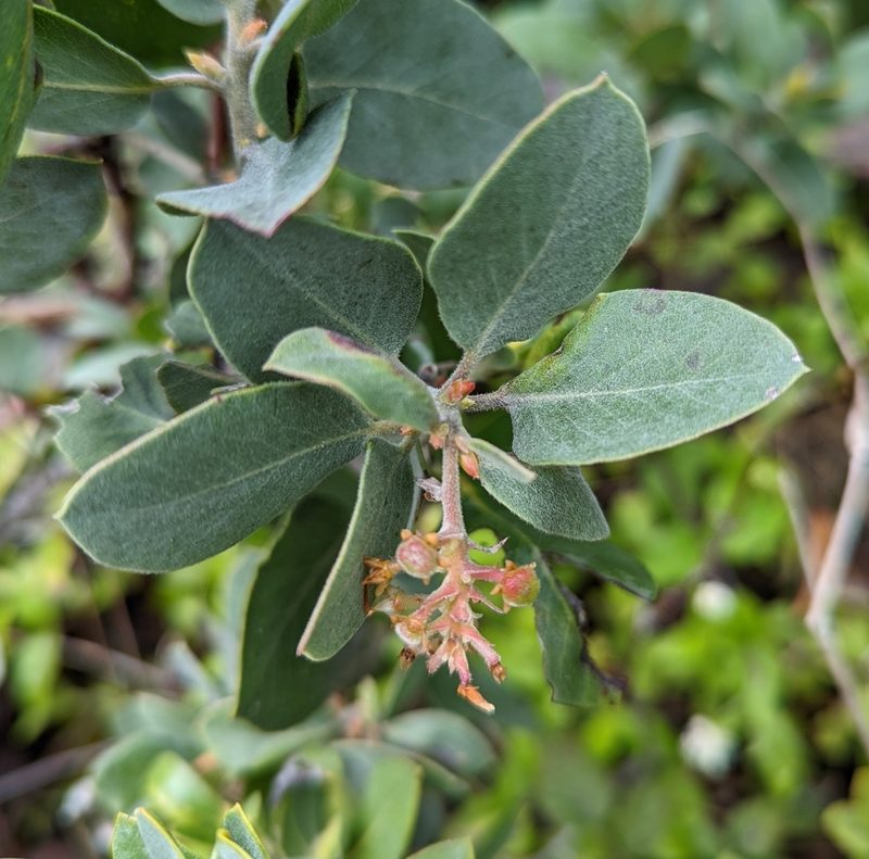 Arctostaphylos canescens, photographed by Logan J.L. Bradley