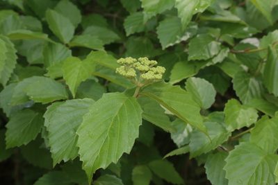 Viburnum scabrellum, photographed by Reid Hardin