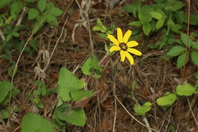 Berlandiera pumila, photographed by Reid Hardin