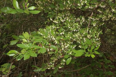 Vaccinium arboreum, photographed by Reid Hardin