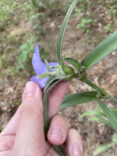 Tradescantia reverchonii, photographed by Blake Bringhurst