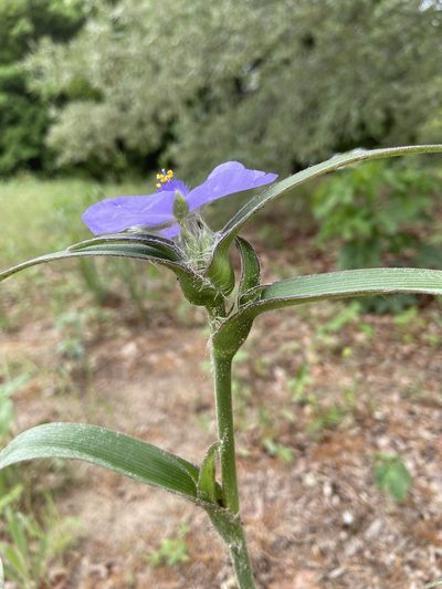 Tradescantia reverchonii, photographed by Blake Bringhurst