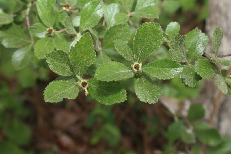 Crataegus uniflora, photographed by Reid Hardin