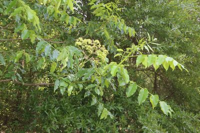 Zanthoxylum clava-herculis, photographed by Reid Hardin