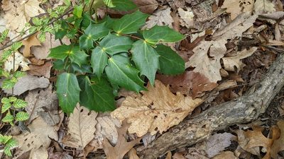 Berberis bealei, photographed by Erin Lalime