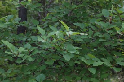 Viburnum scabrellum, photographed by Reid Hardin