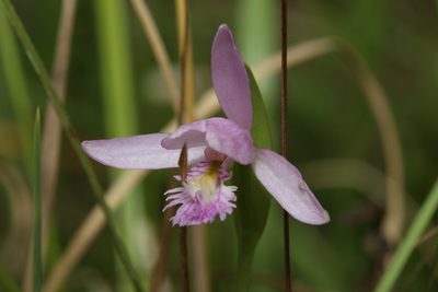 Pogonia ophioglossoides, photographed by Reid Hardin