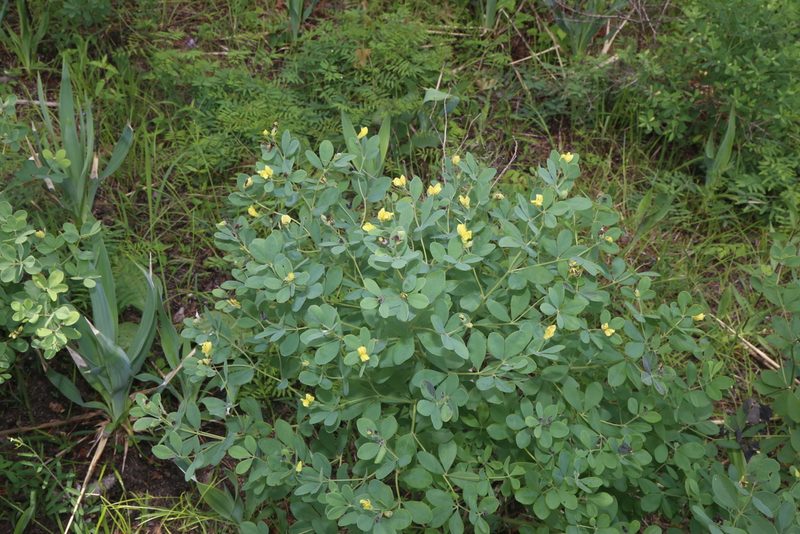 Baptisia nuttalliana, photographed by Reid Hardin