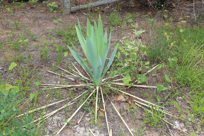 Yucca cernua, photographed by Reid Hardin