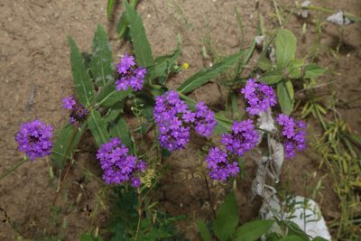 Verbena rigida, photographed by Reid Hardin