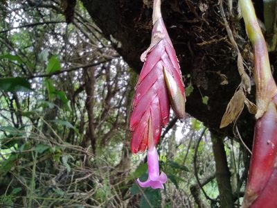 Tillandsia complanata, photographed by sandy-espinozaf