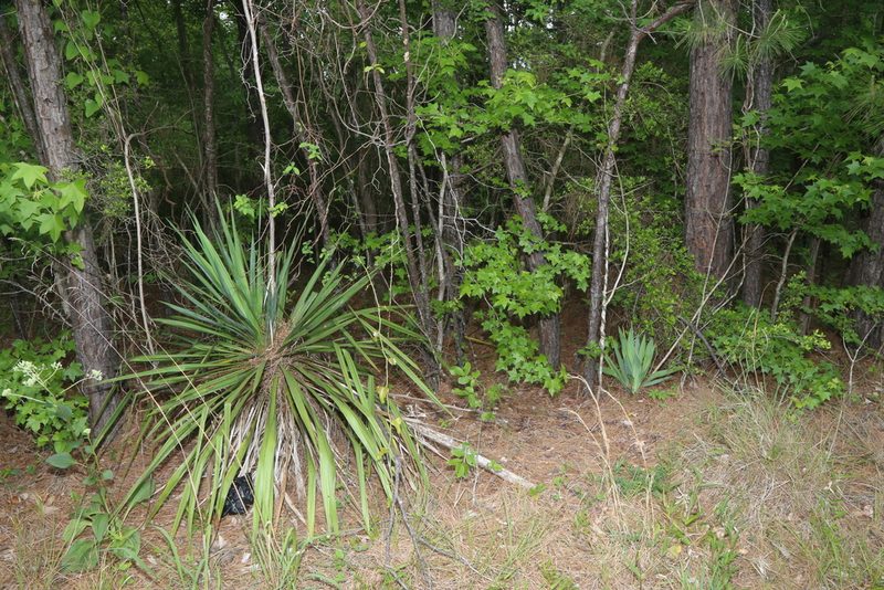 Yucca flaccida, photographed by Reid Hardin