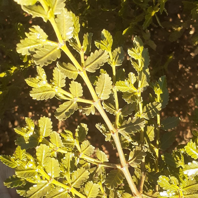 Larrea nitida, photographed by Benjamin Bender