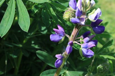 Lupinus rivularis, photographed by Sean Haight