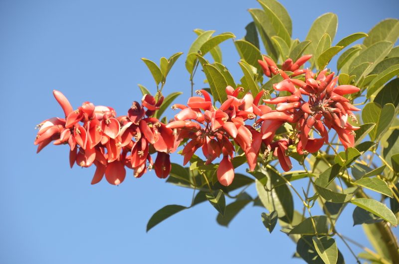 Erythrina crista-galli, photographed by Lauu