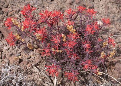 Castilleja chromosa, photographed by Tim Messick