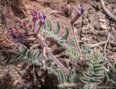 Astragalus malacus, photographed by Tim Messick