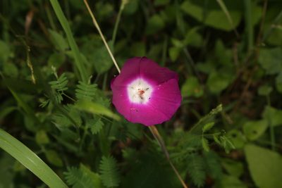 Callirhoe involucrata, photographed by Reid Hardin