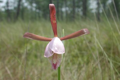Cleistesiopsis divaricata, photographed by Roger Rittmaster
