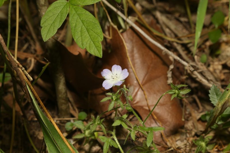 Nemophila phacelioides, photographed by Reid Hardin
