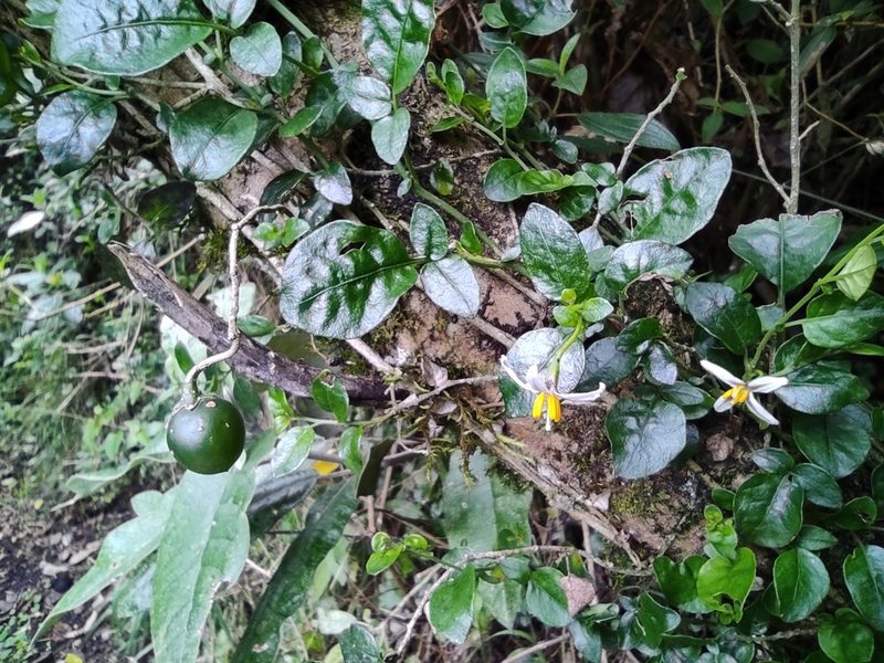Solanum brevifolium, photographed by sandy-espinozaf