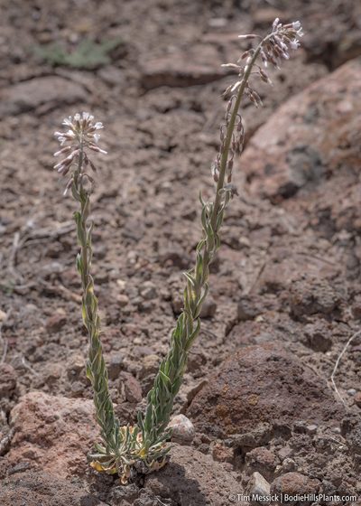 Boechera puberula, photographed by Tim Messick