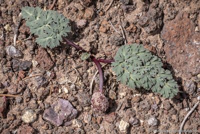 Cymopterus globosus, photographed by Tim Messick