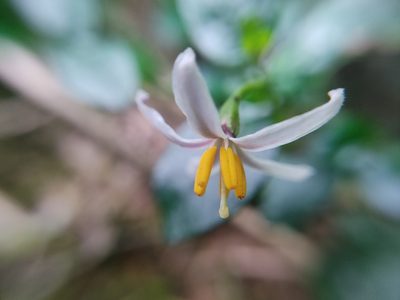 Solanum brevifolium, photographed by sandy-espinozaf