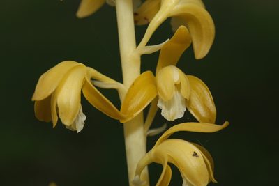 Bletia spicata, photographed by Reid Hardin