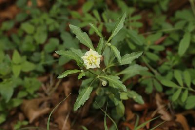 Chamaesaracha edwardsiana, photographed by Reid Hardin