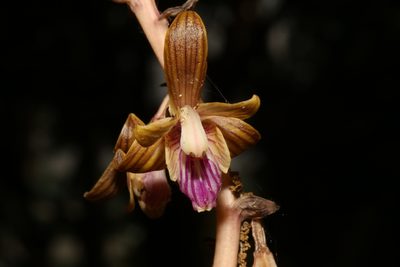Bletia spicata, photographed by Reid Hardin