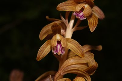Bletia spicata, photographed by Reid Hardin