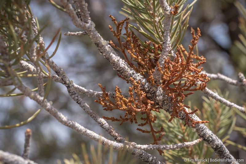 Arceuthobium divaricatum, photographed by Tim Messick
