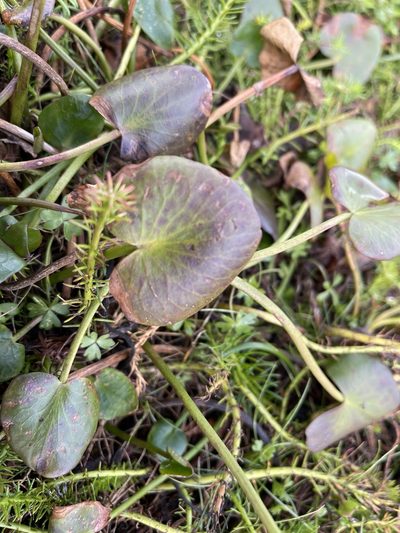 Ornduffia reniformis, photographed by Dylan Wishart