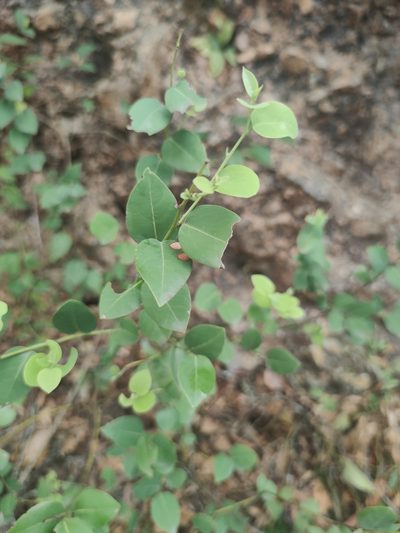 Litsea novoleontis, photographed by Liliana Ramírez-Freire